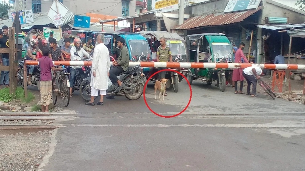 রেলগেটে কুকুরের নিয়ম মানার ছবি ভাইরাল